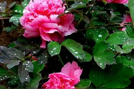 陕西铜川：雨雾中仙境般的铜川牡丹园美如画！姚忠智 摄影图片
