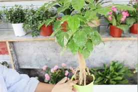 幸福树烂根黄叶不用慌，教你一招，叶片恢复油绿，长势旺