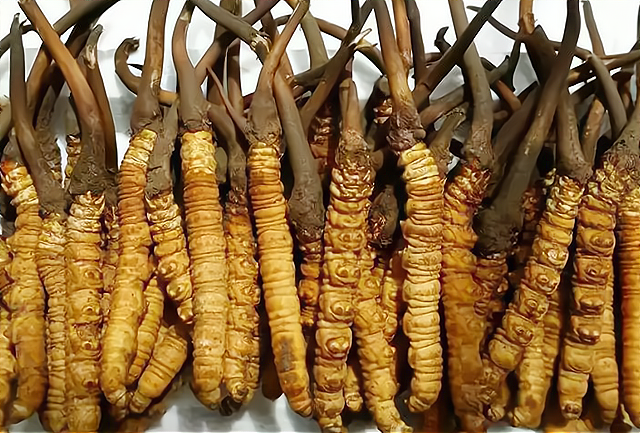 虫草价目表2021 2026年虫草价目表2026