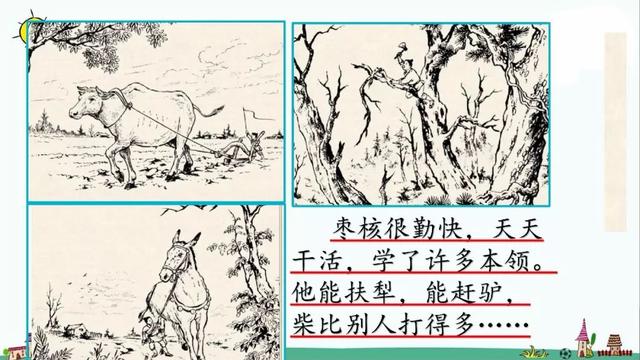 部编版三年级下册第28课《枣核》知识点+图文讲解