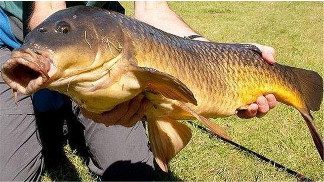 亚洲鲤鱼,亚洲鲤在美国成灾,硕壮无比胖成猪,为何在我国很难活到成年?