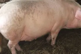 一头猪养着不吃，最多可以长多重？看看大爷养的"猪王"你就知道了图片