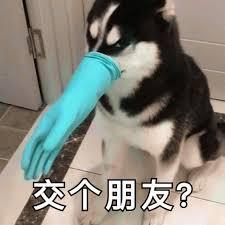 智商排名45的哈士奇，其实一点都不笨，主人掌握关键点即可