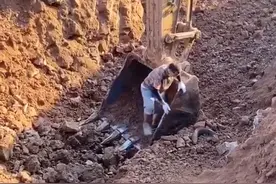 郑州工地施工，数米深的干燥地下挖出一条大黑鱼，网友：必须放生图片