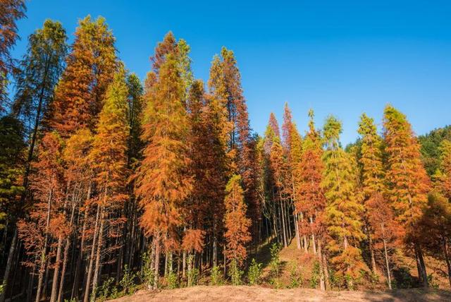 只有10%广东人才知道的粤北“云海天池红叶”，让人一眼沦陷
