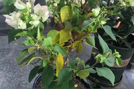 三角梅换盆要剪掉花朵？教你小技巧，后期根不烂，养护简单开花易图片