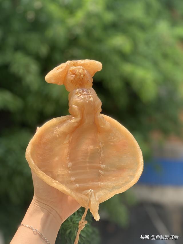甲肚鱼胶功效 甲肚鱼胶功效与作用是什么