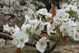 秦皇岛　青龙官场的梨花叕开了图片