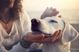 狗狗爱食物还是主人？这几件事证明一切，主人：听完之后很感动图片