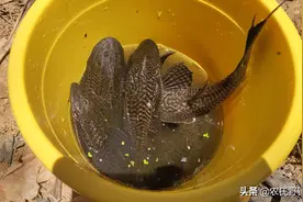 作为外来的鱼种，本应接受贵宾般的礼遇，可它却不受钓友的欢迎？图片