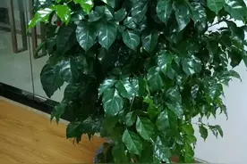 100种观叶绿植，50种大型的，50种小型的，家里没有阳光也能养图片