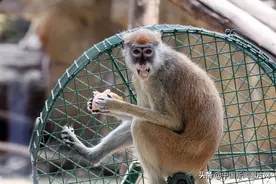 北京动物园里调皮可爱的赤猴图片