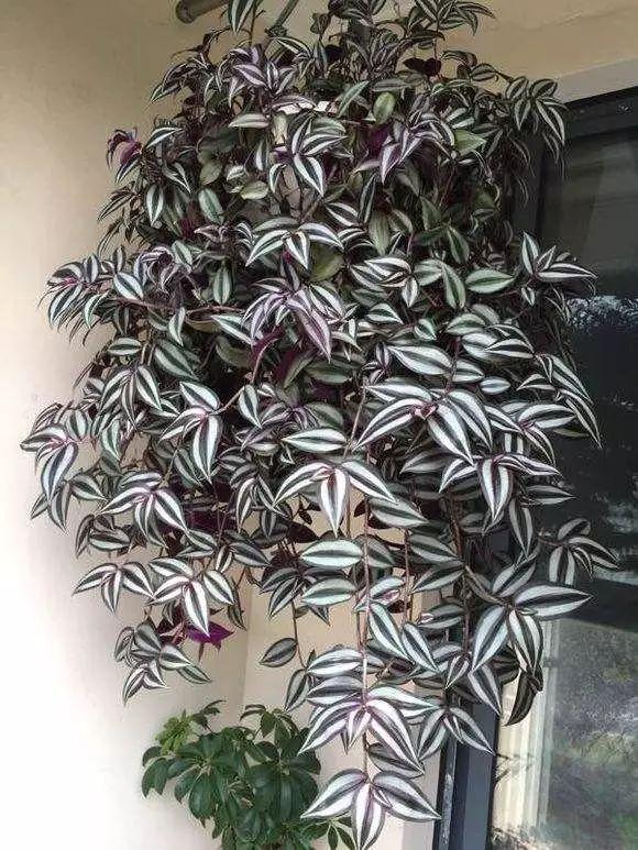 今年最流行的18种花，挂起来养，好看好养还不占地方