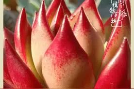 往事一幕一幕重放，当爱花的女人遇上不爱花的男人图片