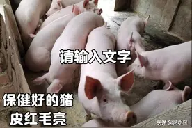 非洲猪瘟害怕哪些消毒剂，使用不当等于白用图片