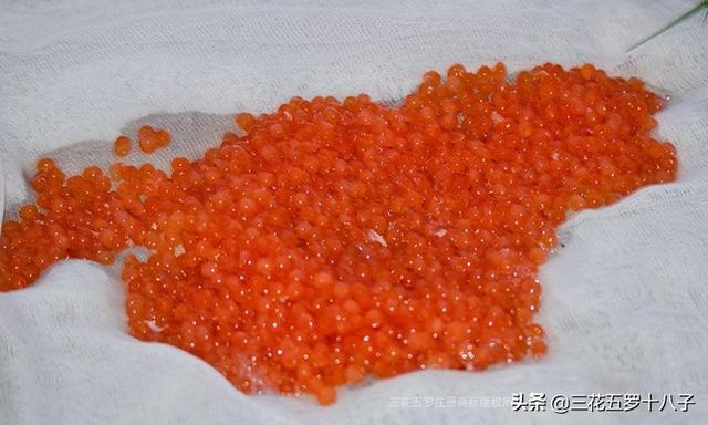 大马哈鱼籽第一次吃有点腥！第二次吃有点咸！随后一直都想吃