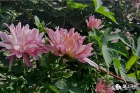 美景｜锦水街道朵朵菊花向阳开；孝直镇七月打卡看什么 向阳花开别样彩图片