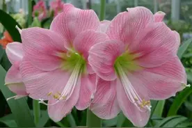 养花知识贴！4个常见问题解答，助你养好朱顶红图片