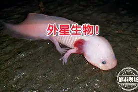 通体雪白粉嫩，古井中发现奇怪生物，网友：难道是外星生物图片