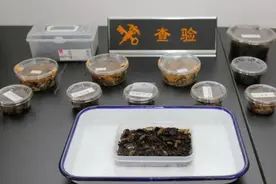 100余只活体！大连海关截获日本鼠妇包裹，放到野外有多可怕？图片