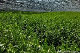500多年前被国人抛弃的抹茶，如今能成为茶业的“新蓝海”吗？图片