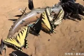 小伙野外郊游，看到蝴蝶在地上一动不动，走近后吓得双腿发软图片