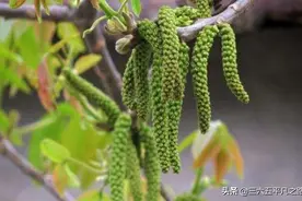 俗称“龙须菜”，以前不吃，如今抢着采，晒干6元/两，核桃花？图片