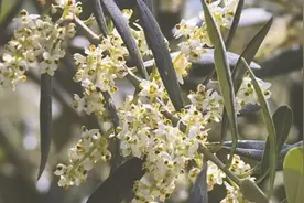 油橄榄花长啥样？快看，成都金堂油橄榄进入盛花期图片