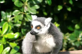 环尾狐猴：我到底有多少个“环”，数过没？图片