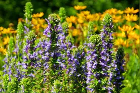简单一味草，不仅能对抗肌瘤、囊肿、结节，还能降血压治头疼图片