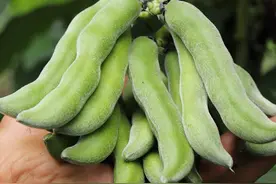 我叫“狗爪豆”，饱含毒性，却有人偏爱吃，在南方还当主菜吃图片