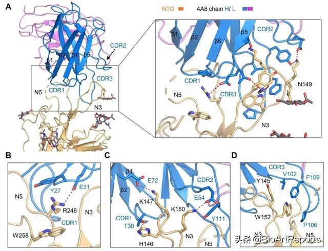 不结合RBD的抗体也能中和SARS-CoV-2
