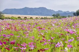 【注意】七孔桥花海启动“预约购票”免费入园图片