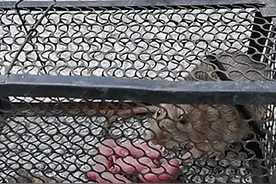 鼠笼捕到了1只老鼠，隔天去看时却觉得为难：不然还是放了吧？图片