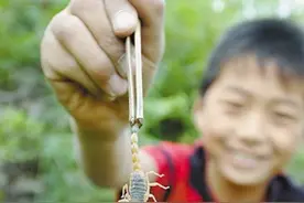 逮   蝎   子图片