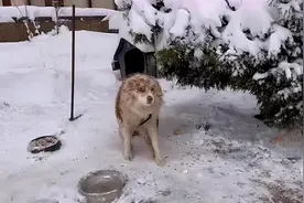 边牧被拴雪地3年，整日食不果腹，它有主人，但主人在国外图片