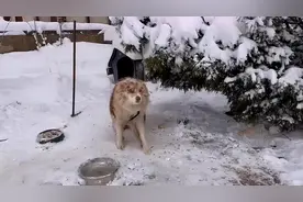 边牧被拴雪地3年，整日食不果腹，它有主人，但主人在国外图片