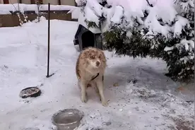 边牧被拴雪地3年，整日食不果腹，它有主人，但主人在国外图片