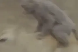 搞笑动图：女护士给妹子打针，护士姐姐受到了“灵魂”深处的嘲讽图片