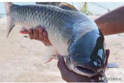 钓友钓到一条煮不烂咬不动的变种草鱼？那是脆肉鲩！比普通草鱼贵