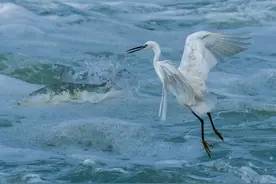 刘立夫 | 辜鸿铭：什么是“中国人的精神”图片