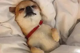 狗喜欢上床睡是因为爱你？错了，背后有这些原因图片