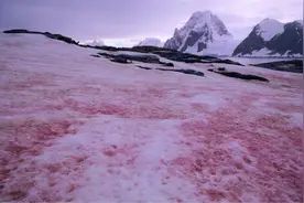 央视警示南极异象，白雪变成红色，科学家：应引起重视图片