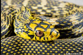 河南，蛇类的温床，这里都生活着些什么蛇？图片