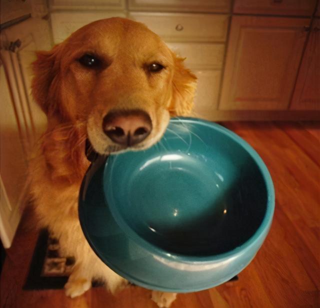 狗狗挑食不吃狗粮怎么办?