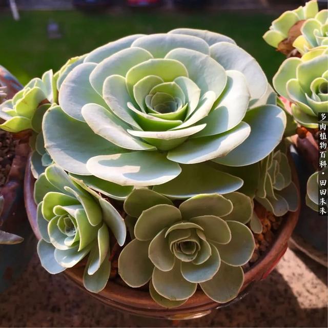 多肉植物 情书(多肉植物情书)-措必培