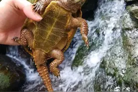 广东钓友深山钓鱼，水潭里发现罕见奇龟，保护动物？图片