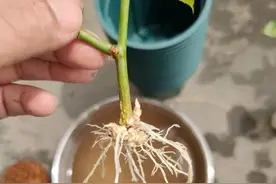3种药片养花有“奇效”，浇水溶1片，叶绿根壮，比花肥厉害图片