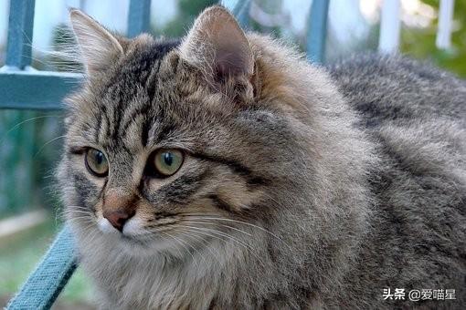 猫粮选购科普：看懂成分值和配方表，练就火眼金睛