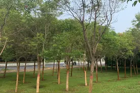 家有儿女初长成——青春期生理机能的发展图片